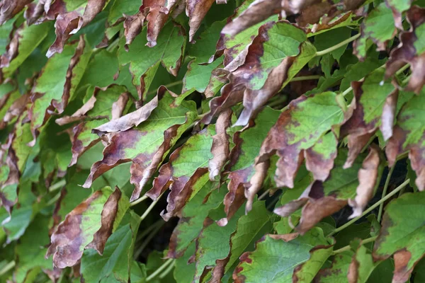 Italië Sicilië Platteland Herfst Amerikaans Ivy Droge Bladeren Een Tuin — Stockfoto