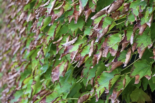 Itálie Sicílie Krajina Podzim Americký Ivy Suché Listí Zahradě — Stock fotografie