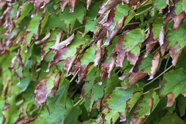 Italië Sicilië Platteland Herfst Amerikaans Ivy Droge Bladeren Een Tuin — Stockfoto