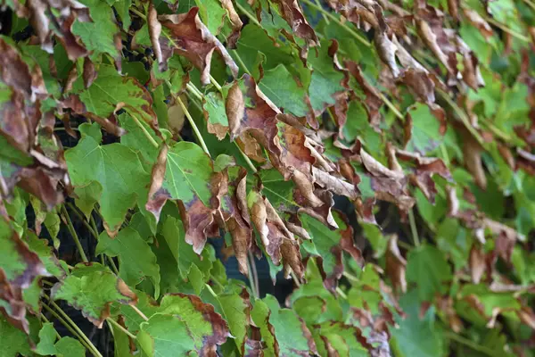 Italie Sicile Campagne Automne Lierre Américain Feuilles Sèches Dans Jardin — Photo