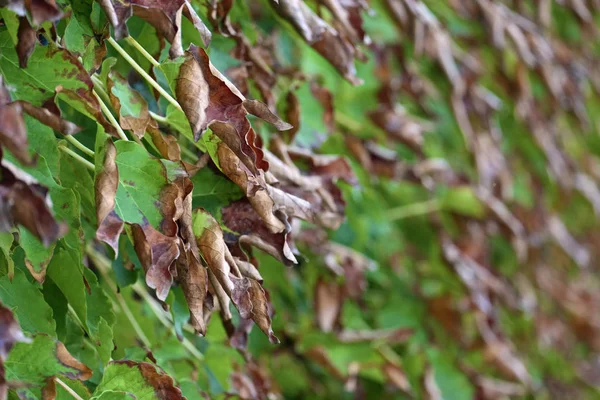 Италия Сицилия Сельская Местность Осень Американский Плющ Сухие Листья Саду — стоковое фото
