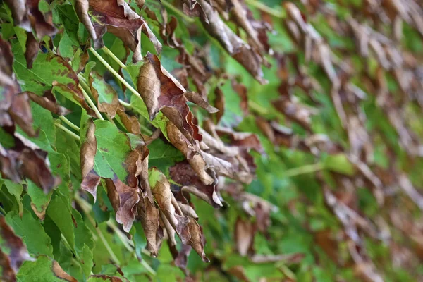 Itália Sicília Campo Outono Hera Americana Folhas Secas Jardim — Fotografia de Stock