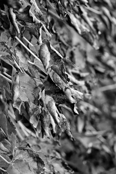 Italie Sicile Campagne Automne Lierre Américain Feuilles Sèches Dans Jardin — Photo