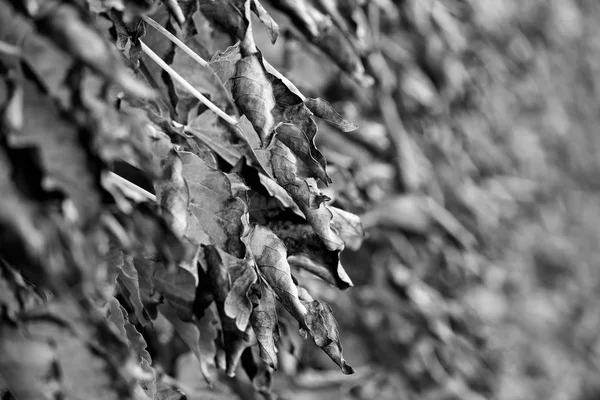 Italy Sicily Countryside Autumn American Ivy Dry Leaves Garden — Stock Photo, Image