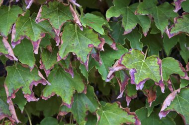 İtalya, Sicilya, kırsal, sonbahar, bir bahçede Amerikan Ivy kuru yaprakları