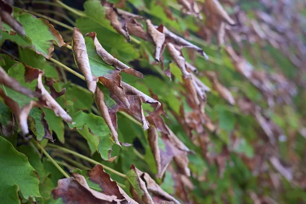 Italy Sicily Countryside Autumn American Ivy Dry Leaves Garden — Stock Photo, Image