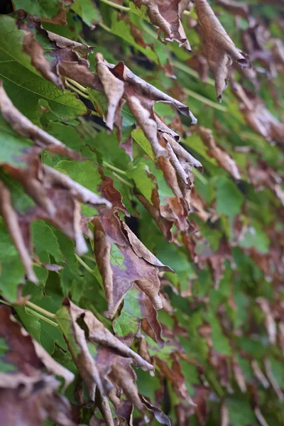 Italy Sicily Countryside Autumn American Ivy Dry Leaves Garden — Stock Photo, Image