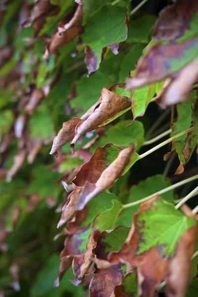 Itálie Sicílie Krajina Podzim Americký Ivy Suché Listí Zahradě — Stock fotografie