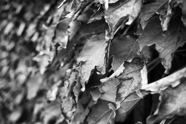 Italy Sicily Countryside Autumn American Ivy Dry Leaves Garden — Stock Photo, Image