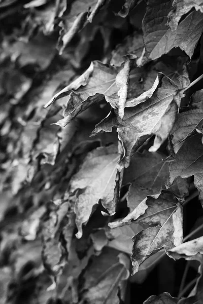 Italie Sicile Campagne Automne Lierre Américain Feuilles Sèches Dans Jardin — Photo