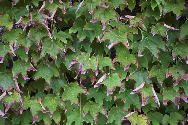 Italien Sizilien Landschaft Herbst Amerikanischer Efeu Trockene Blätter Einem Garten — Stockfoto