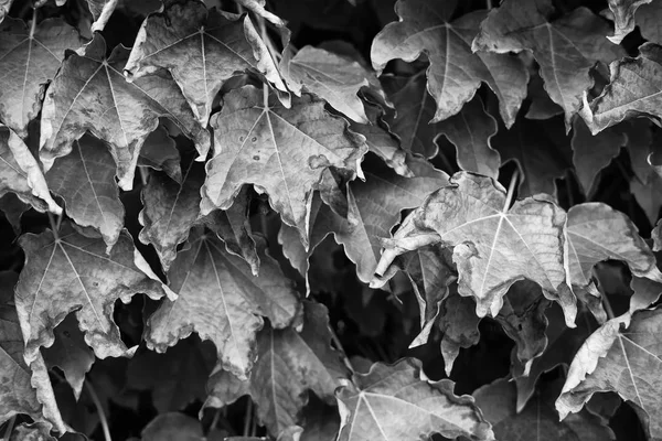 Italie Sicile Campagne Automne Lierre Américain Feuilles Sèches Dans Jardin — Photo