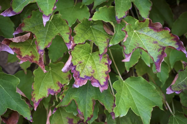 Italien Sizilien Landschaft Herbst Amerikanischer Efeu Trockene Blätter Einem Garten — Stockfoto