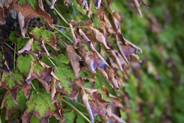 Italia Campo Otoño Hojas Uva Zorro Scaphoideus Titanus —  Fotos de Stock