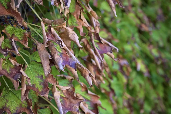Italy Countryside Autumn Fox Grape Leaves Scaphoideus Titanus — Stock Photo, Image