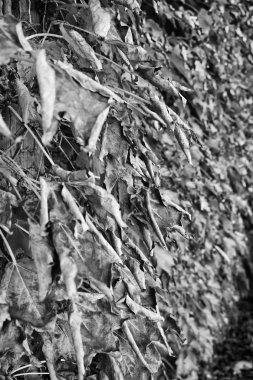 İtalya, kırsal, Sonbahar, fox üzüm (scaphoideus titanus bırakır.)