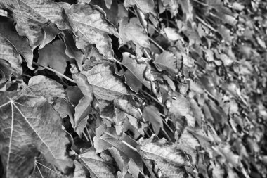 İtalya, kırsal, Sonbahar, fox üzüm (scaphoideus titanus bırakır.)