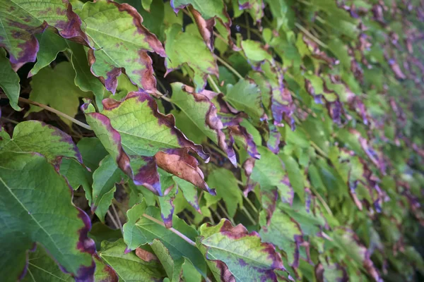 Italia Campo Otoño Hojas Uva Zorro Scaphoideus Titanus — Foto de Stock