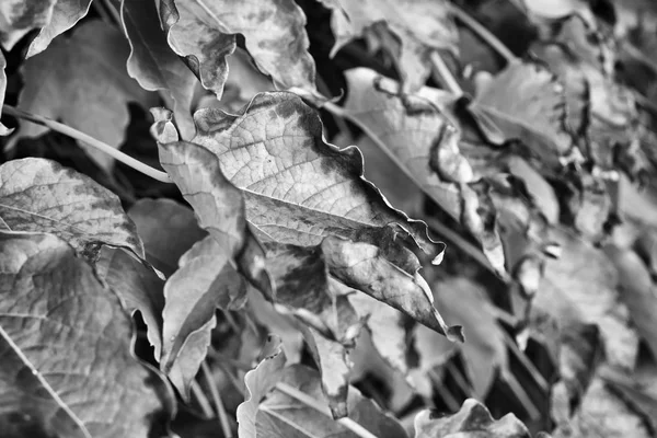 Italie Campagne Automne Feuilles Raisin Renard Scaphoideus Titanus — Photo