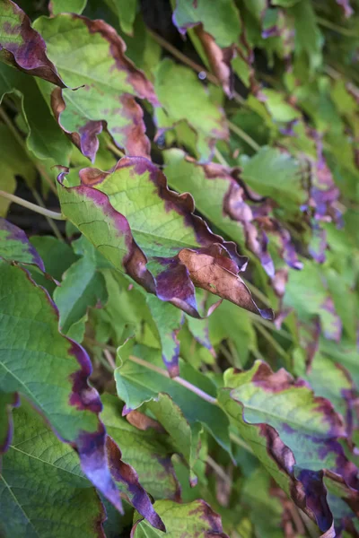 イタリア 秋には フォックスのブドウの葉 Scaphoideus ヒラタクワガタ — ストック写真