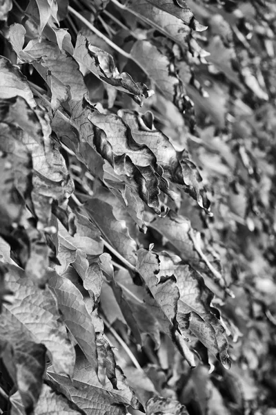 Italie Campagne Automne Feuilles Raisin Renard Scaphoideus Titanus — Photo