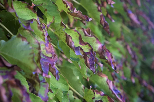 Itália Campo Outono Folhas Uva Raposa Scaphoideus Titanus — Fotografia de Stock