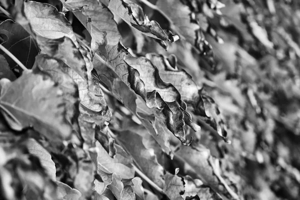 Itália Campo Outono Folhas Uva Raposa Scaphoideus Titanus — Fotografia de Stock