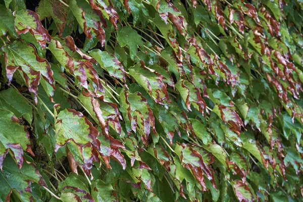 Itálie Venkov Podzimní Listy Scaphoideus Titanus — Stock fotografie