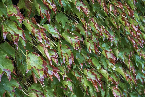 Itália Zona Rural Folhas Outono Scaphoideus Titanus — Fotografia de Stock