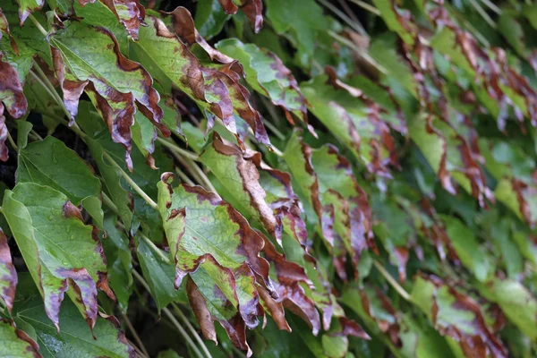 Italia Campo Hojas Otoño Scaphoideus Titanus —  Fotos de Stock