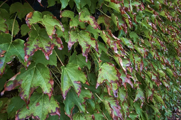 イタリアの田舎 秋の紅葉 Scaphoideus ヒラタクワガタ — ストック写真