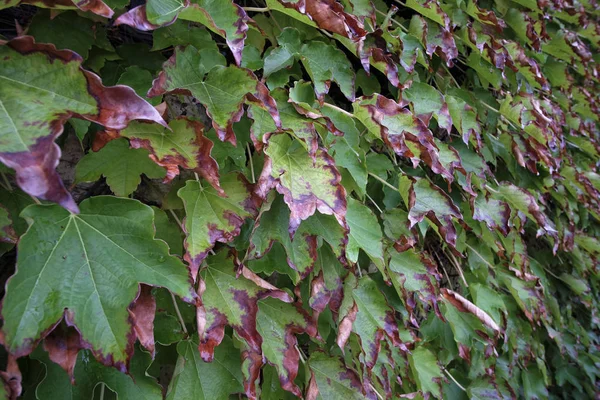 Italie Campagne Feuilles Automne Scaphoideus Titanus — Photo