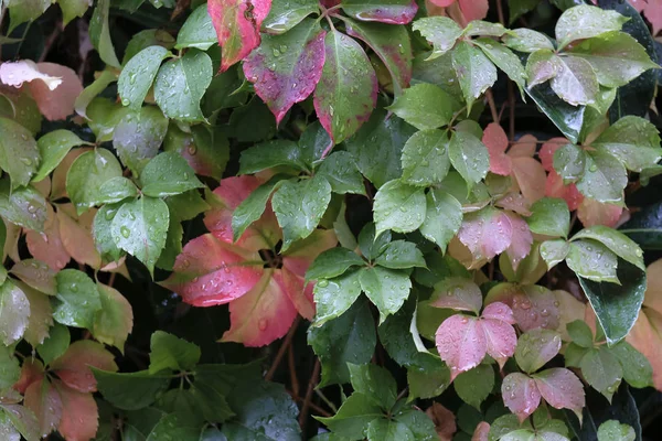 Italy Countryside Wet Autumn Leaves Garden — Stock Photo, Image