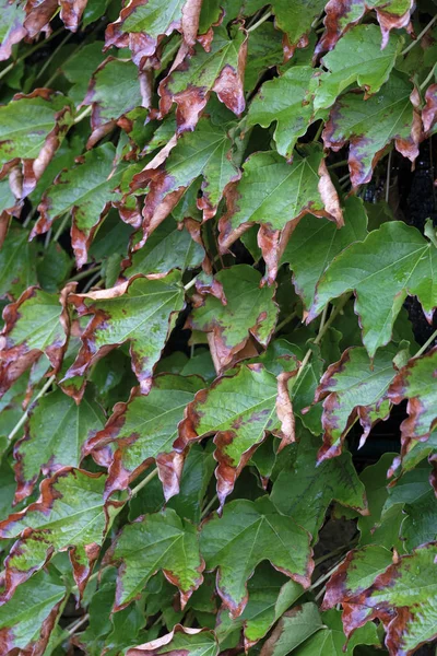 Italië Platteland Herfstbladeren Scaphoideus Thunderstorm — Stockfoto