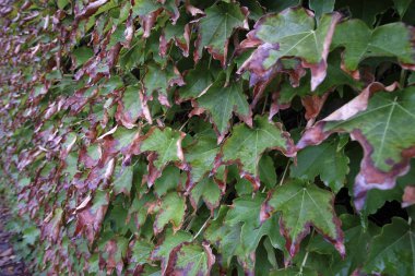 İtalya, kırsal, sonbahar yaprakları (scaphoideus titanus)