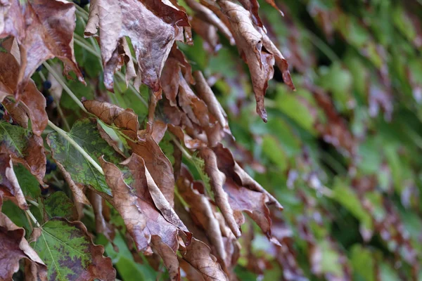 Italien Landschaft Herbstblätter Scaphoideus Titanus — Stockfoto