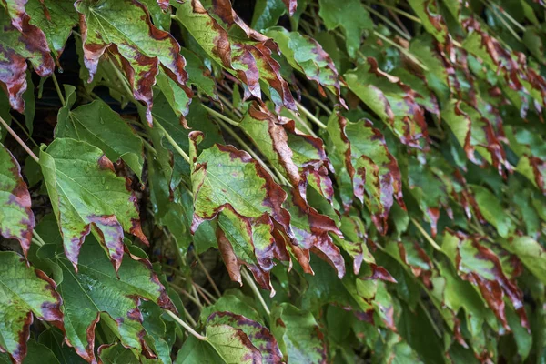 Italie Campagne Feuilles Automne Scaphoideus Titanus — Photo