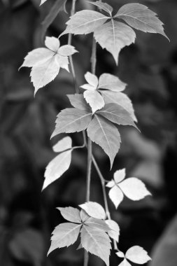İtalya, Sicilya, kırsal, ıhlamur ağacı içinde sonbahar yaprakları 