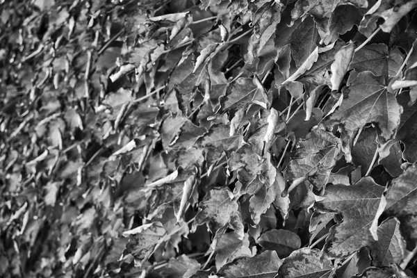 Italy Countryside Autumn Leaves Scaphoideus Titanus — Stock Photo, Image