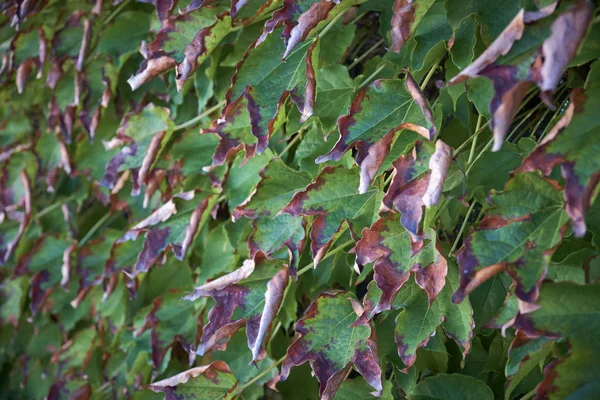 Italia Campo Hojas Otoño Scaphoideus Titanus —  Fotos de Stock