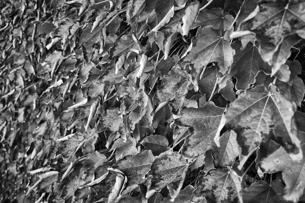 Talya Kırsal Sonbahar Yaprakları Scaphoideus Titanus — Stok fotoğraf