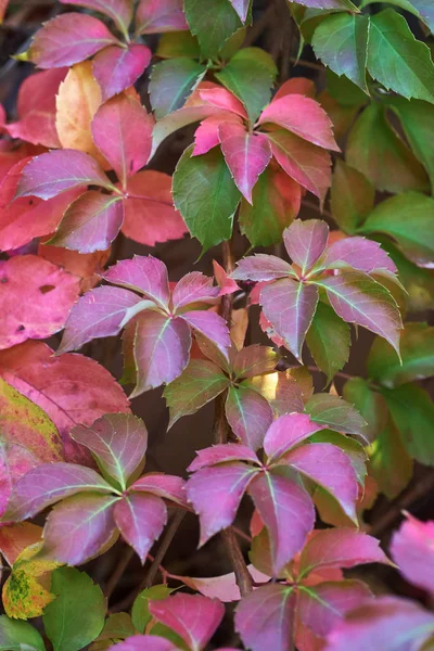 Italië Platteland Herfstbladeren Een Tuin — Stockfoto