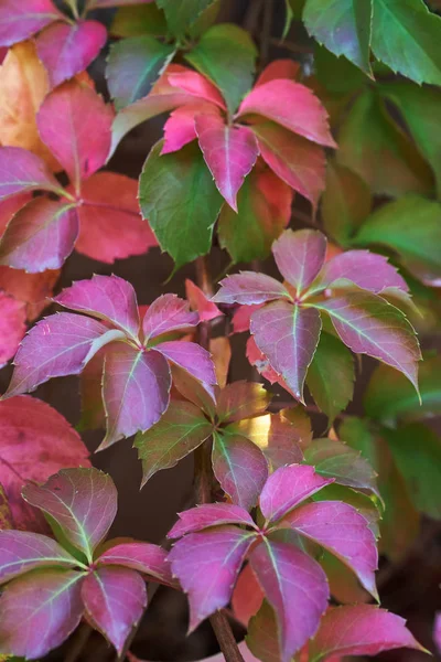 Italië Platteland Herfstbladeren Een Tuin — Stockfoto