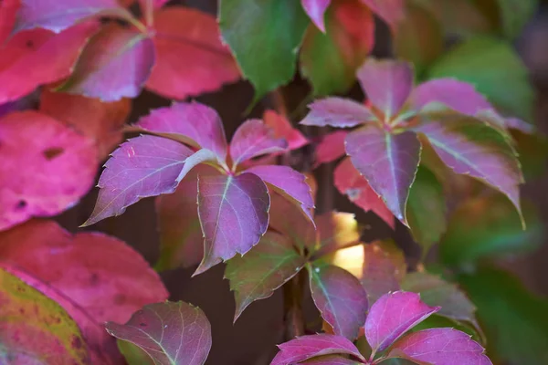 Italy Countryside Autumn Leaves Garden — Stock Photo, Image