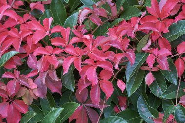 İtalya, kırsal, sonbahar yaprakları bir bahçe