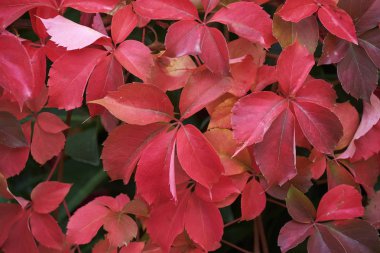 İtalya, kırsal, sonbahar yaprakları bir bahçe
