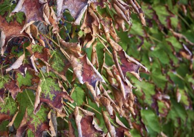 İtalya, kırsal, Sonbahar, fox üzüm (scaphoideus titanus bırakır.)