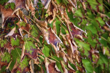 İtalya, kırsal, Sonbahar, fox üzüm (scaphoideus titanus bırakır.)