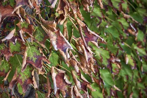 Itália Campo Outono Folhas Uva Raposa Scaphoideus Titanus — Fotografia de Stock
