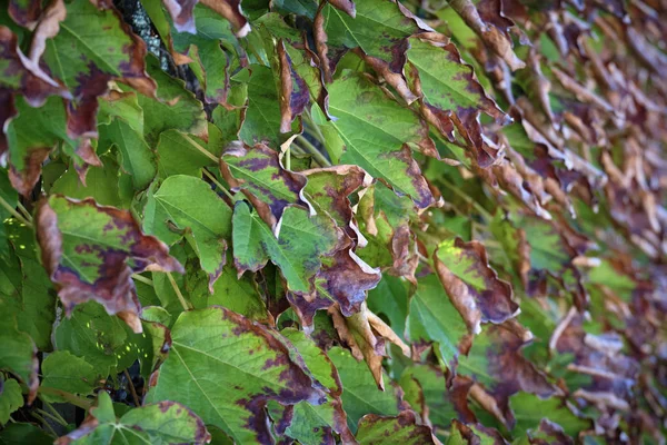 Italie Campagne Automne Feuilles Raisin Renard Scaphoideus Titanus — Photo